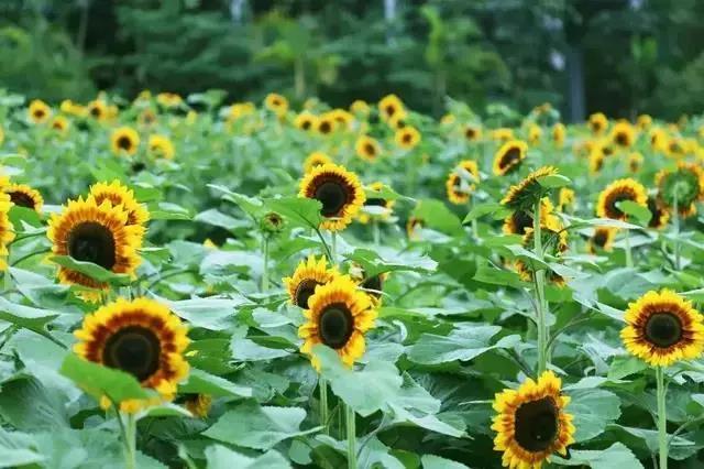 攀枝花這里2萬余株向日葵甜蜜綻放